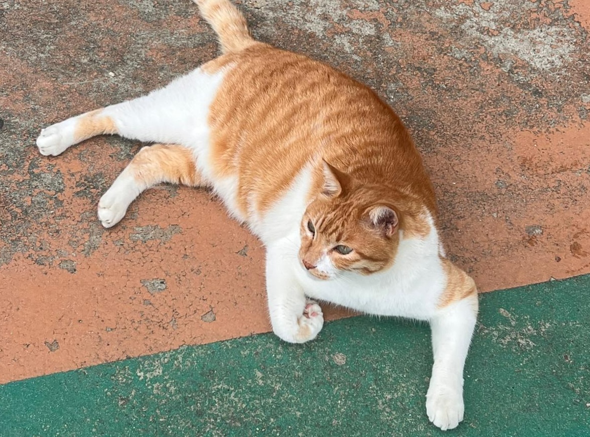 Cat